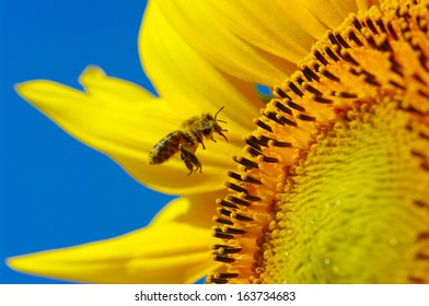 Bee In The Sunflower 