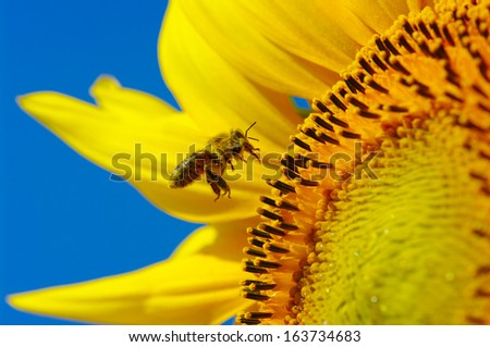 bee in the sunflower 