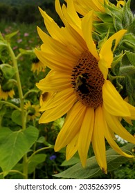 Bee In A Sunflower Center