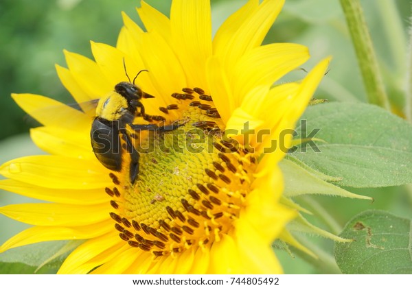 Download 68 Background Bunga Dan Lebah HD Terbaru