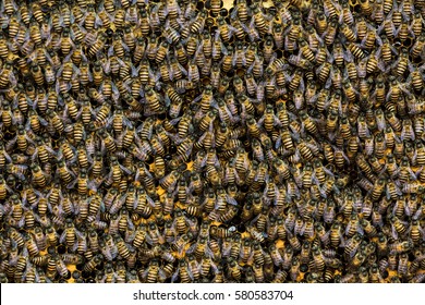 Bee Swarm