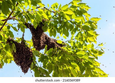 Bee Swarm On Tree. Drone Of Bees. Bees Flew Out Of Hive.