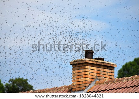 Bee swarm. Wild bees on the roof of the house and on the chimney. Swarm invasion of human dwellings