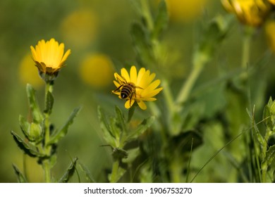 A bee taking pollen from a daisy.
