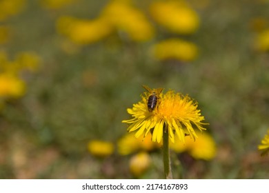   Bee and Taraxacum officinale as dandelion or common dandelion. Polish name "mniszek lekarski"  "mniszek pospolity" or colloquially "mlecz"