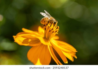 A bee that eats honey on top of a yellow cosmos flower