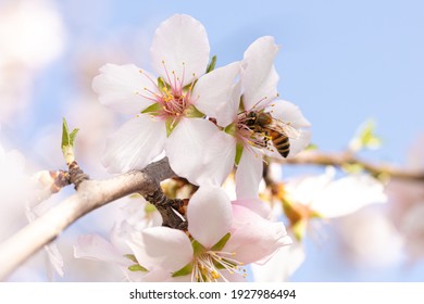 Bee that gathers the white flowers of an almond tree with a blue sky