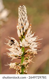 
The bee, a tireless worker