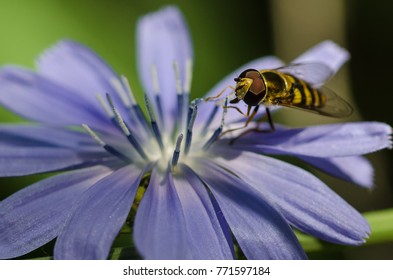 Bee Tirelessly Gathering Pollen from a Tiny Blue Flower