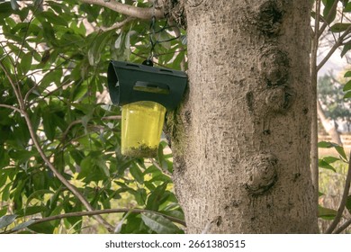 A bee trap installed on a tree trunk in a park