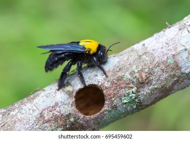 Bee, Tropical carpenter bee ( Xylocopa latipes ), Tropical carpenter bee rest on wooden fence, Bee of Malaysia.