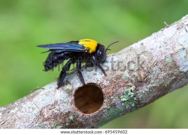 Bee, Tropical\
carpenter bee ( Xylocopa latipes ), Tropical carpenter bee rest on\
wooden fence, Bee of\
Malaysia.