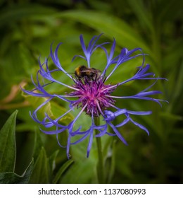 Bee Utiful Flower