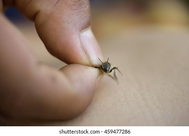 Bee Venom Macro