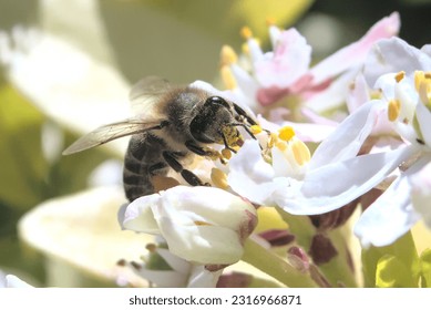 Bee visits an apple tree closeup