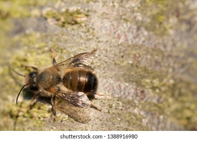 Bee walking on a trunk