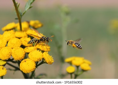 Bee With A Wasp On Yellow Flower