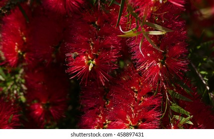 Bee And Weeping Bottlebrush