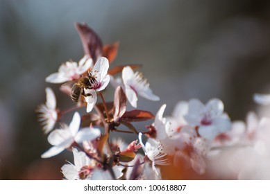 bee which gathers nectar and pollen a flower