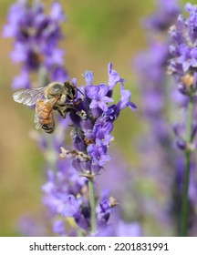 bee while sucking nectar from lavender flower in the field in summer