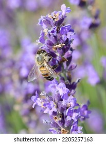 bee while sucking nectar from lavender flower in the field in summer
