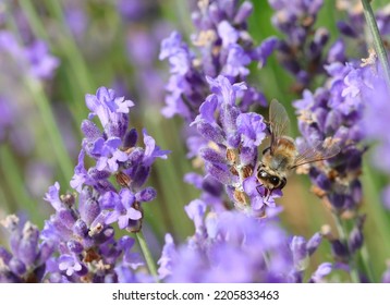 bee while sucking nectar from lavender flower in the field in summer