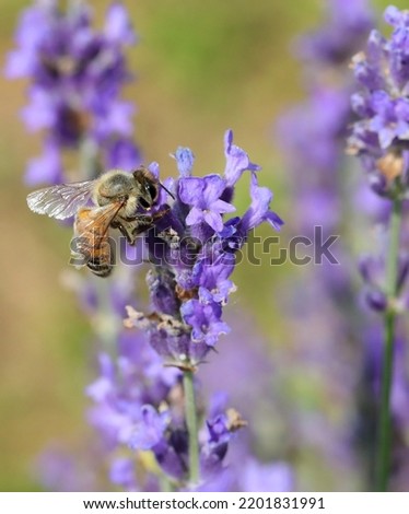 bee while sucking nectar from lavender flower in the field in summer