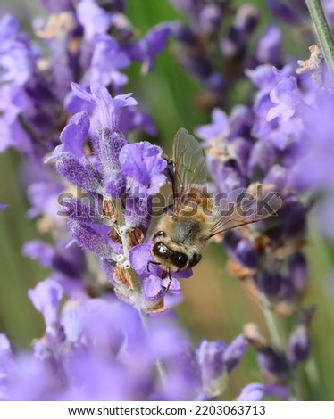 bee while sucking nectar from lavender flower in the field in summer