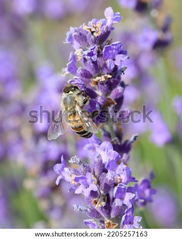 bee while sucking nectar from lavender flower in the field in summer