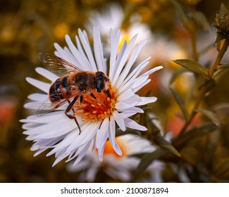 A Bee And White Oak Trees In An Autumn Flower Bed