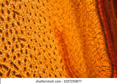 Bee wing at the microscope