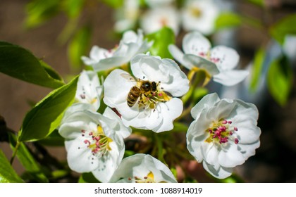 bee in work