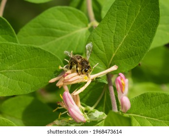 Bee At Work In Frick Park