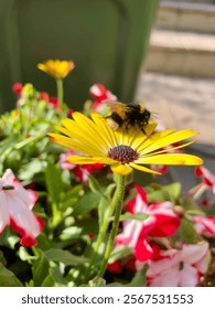 Bee at work  in garden 