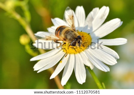 Similar – Image, Stock Photo Bee Nature Plant Animal