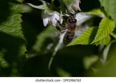 Biene, die an der Blüte arbeitet
