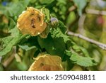 A bee in a yellow abutilon flower, illuminated by the sun of the morning, in a garden near the colonial town of Villa de Leyva, in central Colombia.