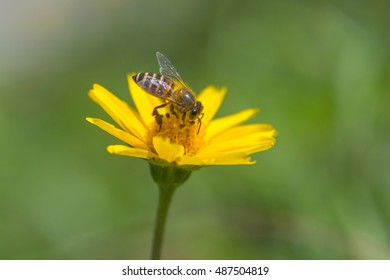 Bee And Yellow Flower