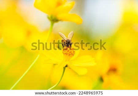 Bee and Yellow flower, Close up bee with Cosmos yellow flower in the garden, abundance field with blur background.
