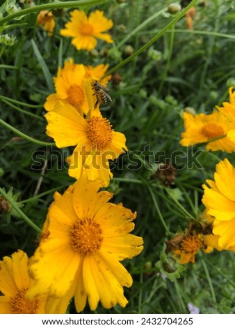 Bee and Yellow Flowers | Bees Flowers