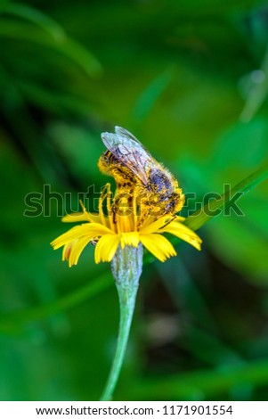 Bee in yellow pollen