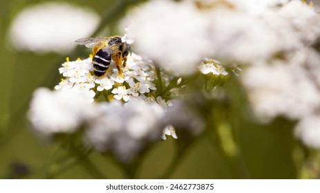 bee in yellow pollen on a background of white flowers. white wild flower Achillea millefolium and wild bee. honey bee collects nectar on yarrow flowers. close-up, bokeh, natural background. back view - Powered by Shutterstock