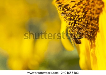 a bee in yellow pollen sits on a sunflower. honey bee close-up on a sunflower flower collecting honey in the summer season, the benefits of insects in nature. place for text, macro photography