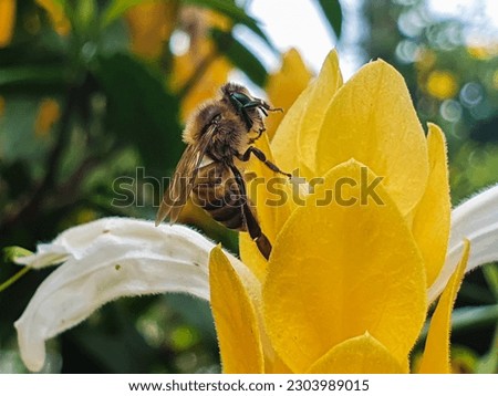  bee,Apis mellifera in macro photo on flower of Justicia Brandegeeana and garden background