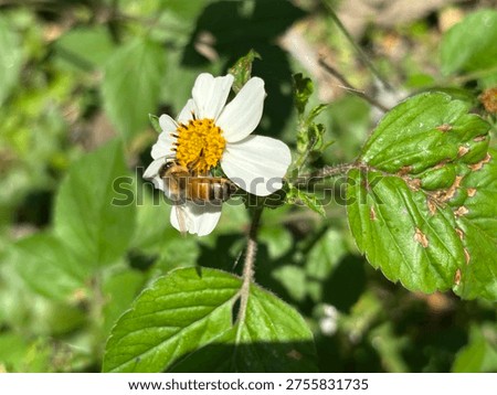 Bee-autiful bees caught on camera