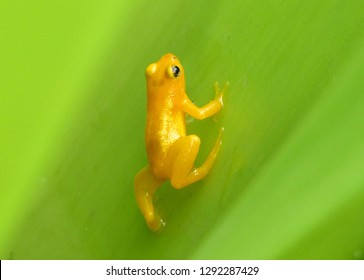 Beebe's Golden Rocket Frog Of Guyana On Leaf