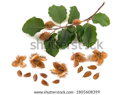 Beech branch with beechnuts isolated on white background