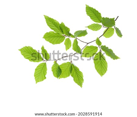 Beech branch with fresh green leaves isolated on white background. Selective focus