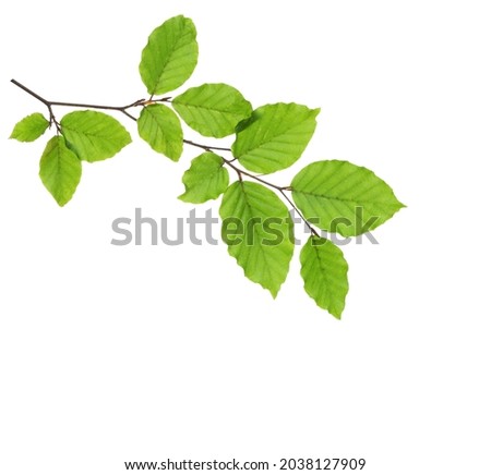 Beech branch with fresh green leaves isolated on white background.