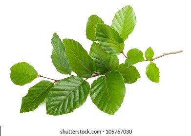 Beech Branch Isolated On White